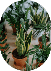 Parlor Palm