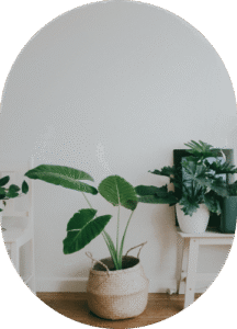 Parlor Palm