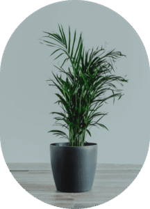 Parlor Palm
