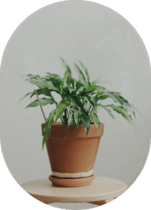 Pathos Plant