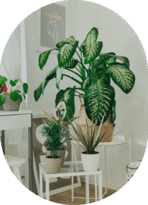 Parlor Palm
